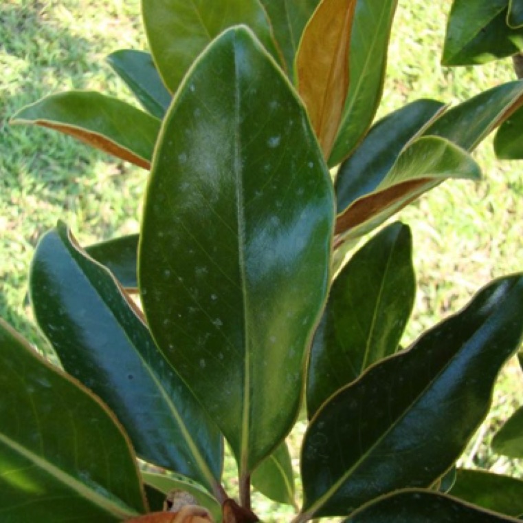 Powdery mildew can be an issue when days are warm and cooler nights with dew formation on leaves. Overcrowding an lack of aeration supports disease occurrence. The symptoms include white powdery patches on top section of the leaves which can cover the entire leaf under severe infection. Stunting and curling can also occur.
